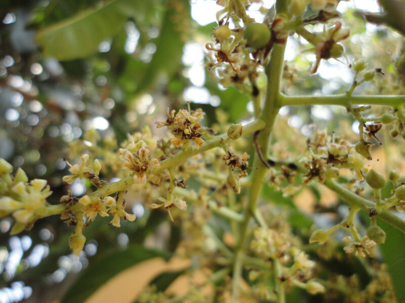 Mango Tree Blossoms