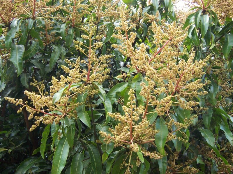 mango tree in bloom