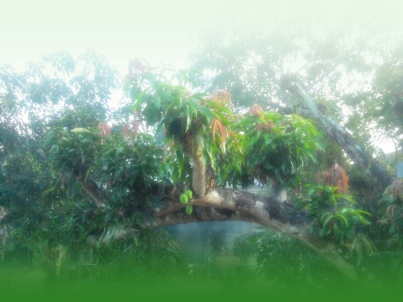 Mango Tree with Fruit
