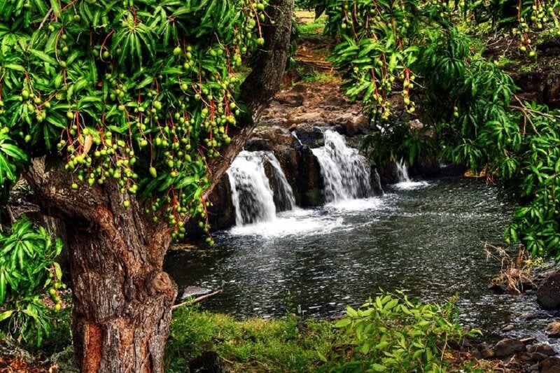 Mango Tree with Waterfall