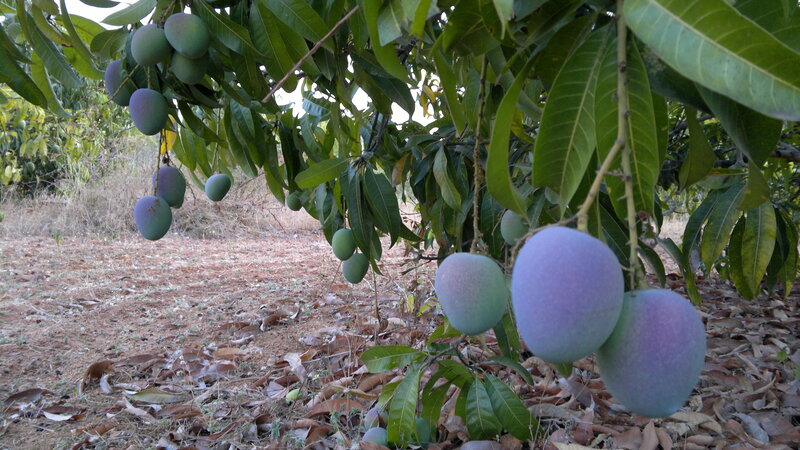 Mangoes on a Tree — Green