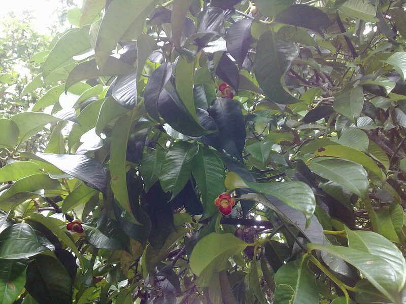 Mangosteen Fruit on Tree