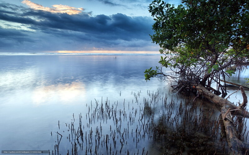 Mangrove at sunset