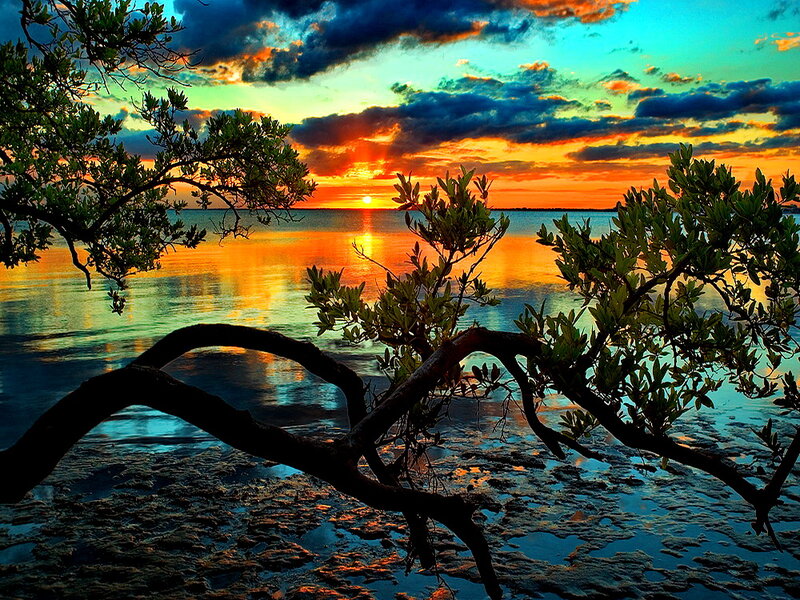 Mangrove Branches at Sunset