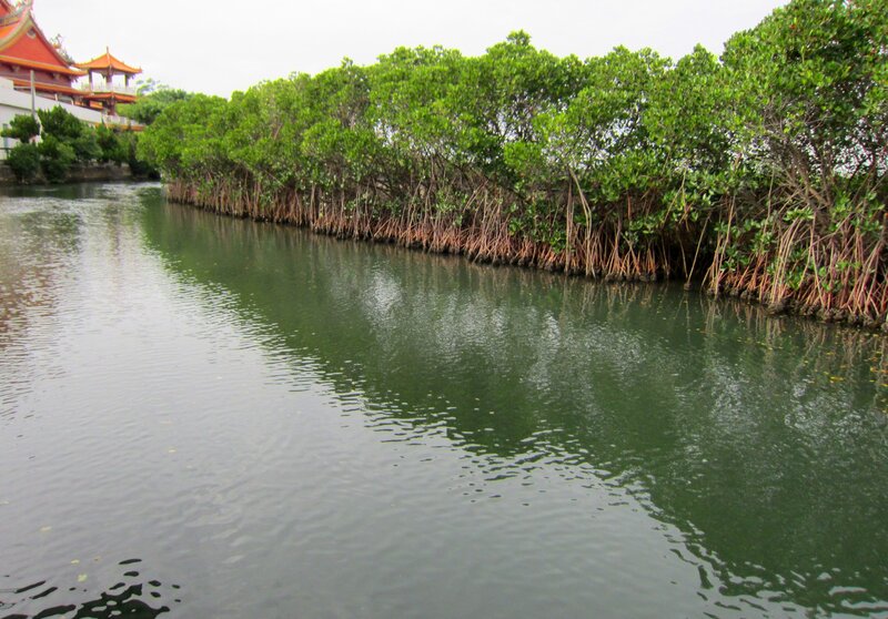 Mangrove Forest Along Canal — Green