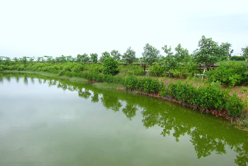 Mangrove Forest Along Canal
