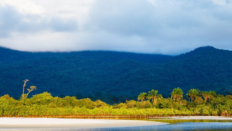 Mangrove Forest at Riverbank