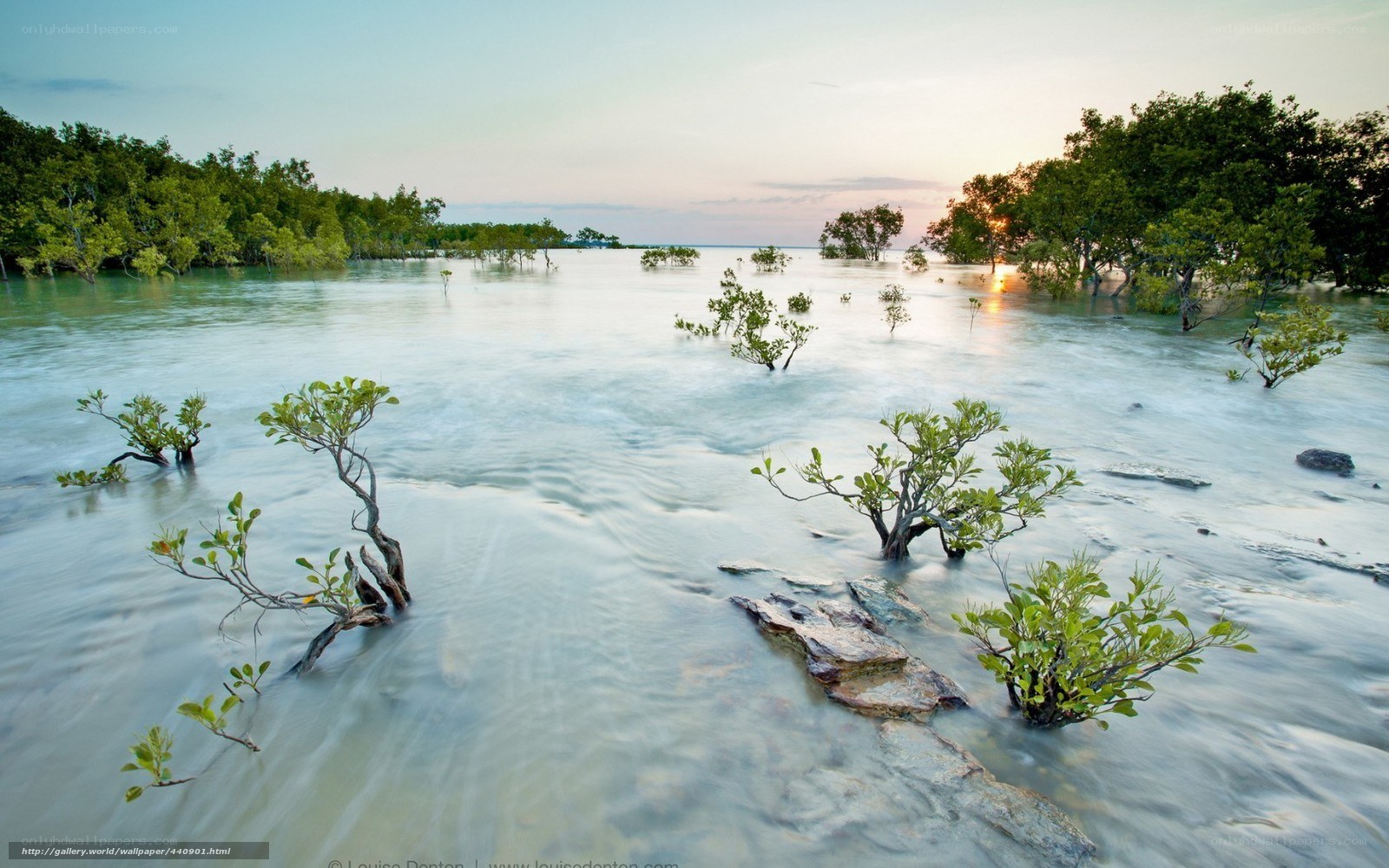 Mangrove forest at sunset