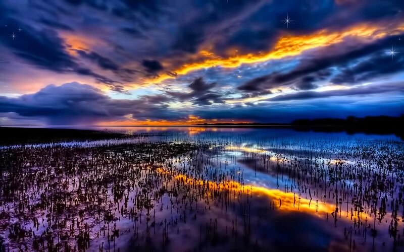 Mangrove Forest at Sunset — Blue, Dramatic