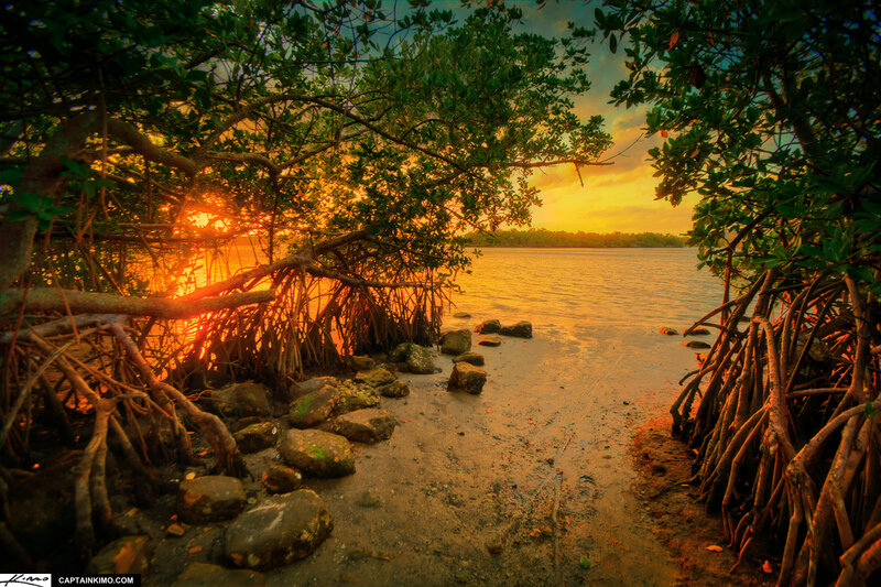 Mangrove Forest at Sunset — Orange