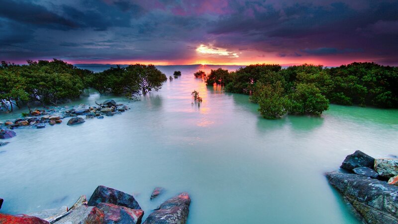 Mangrove Forest at Sunset — Purple, Dramatic, Photograph