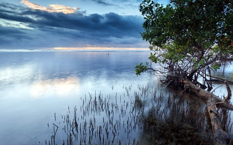 Mangrove forest at sunset