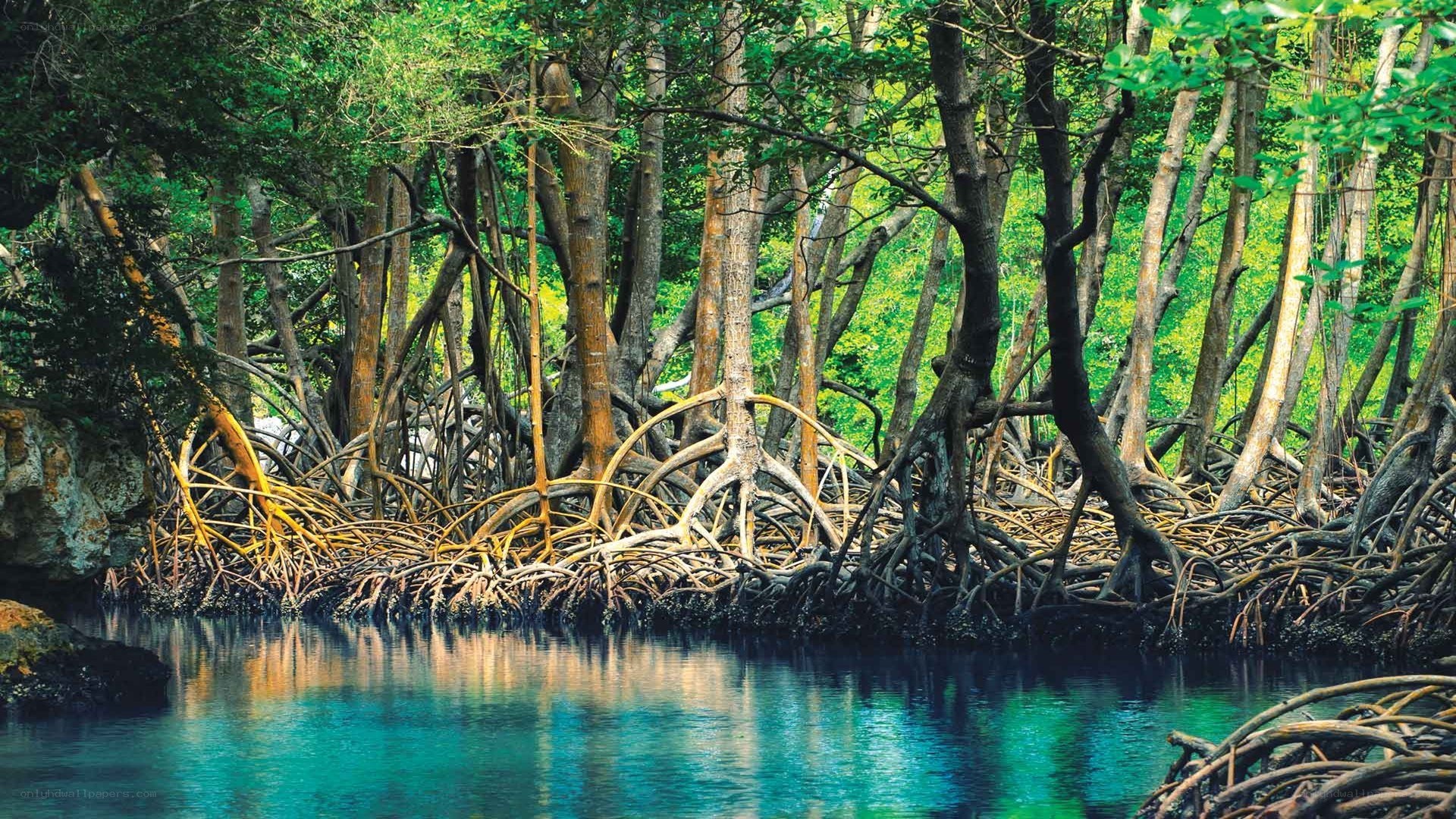 mangrove forest by the water