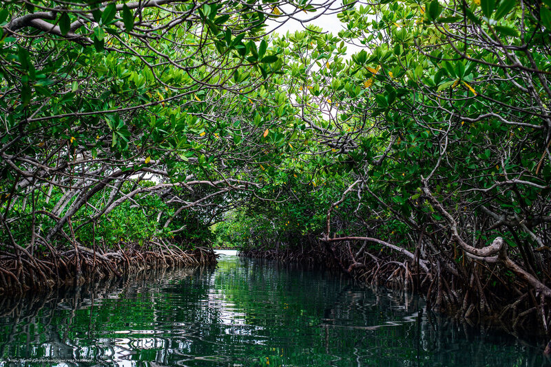 Mangrove Forest Canal — Green, Serene