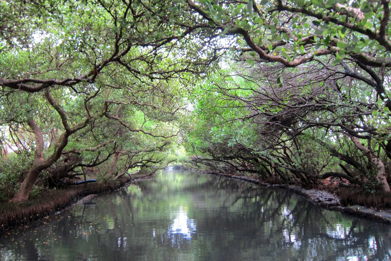 Mangrove Forest Canal — Green