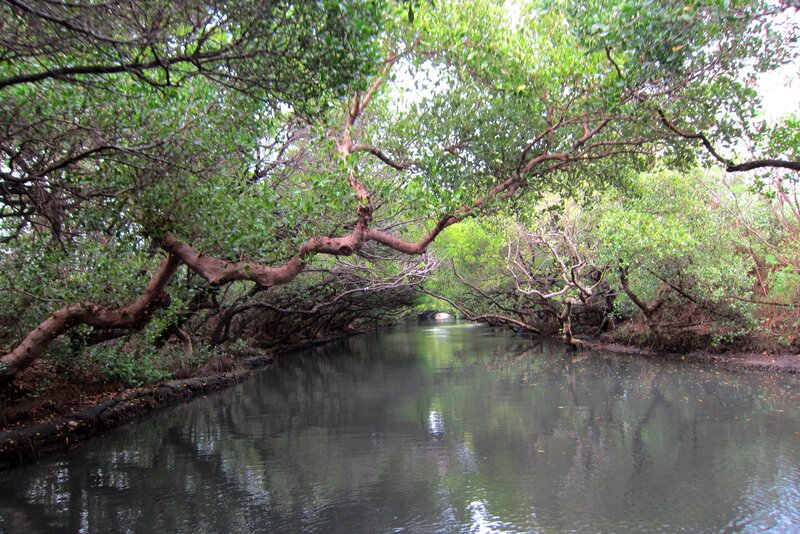 Mangrove Forest Canal