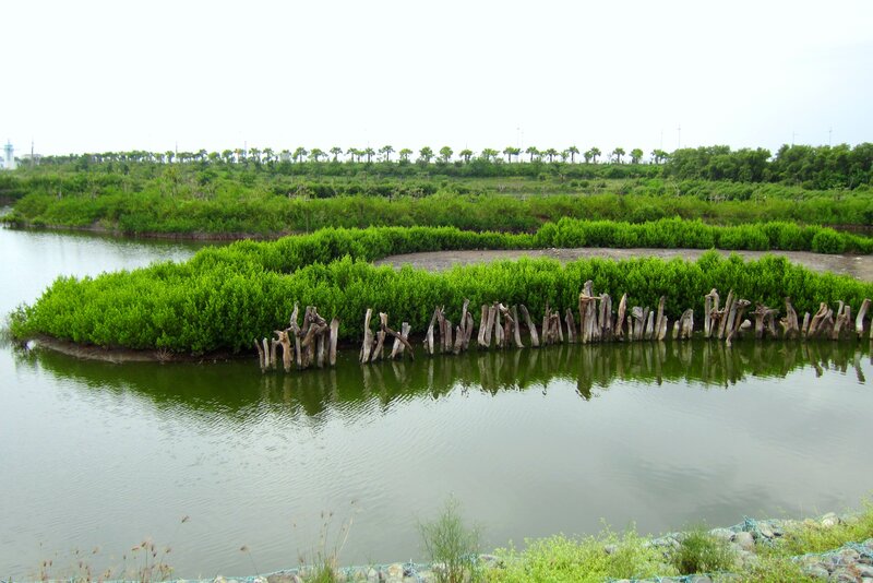 Mangrove Forest in Water