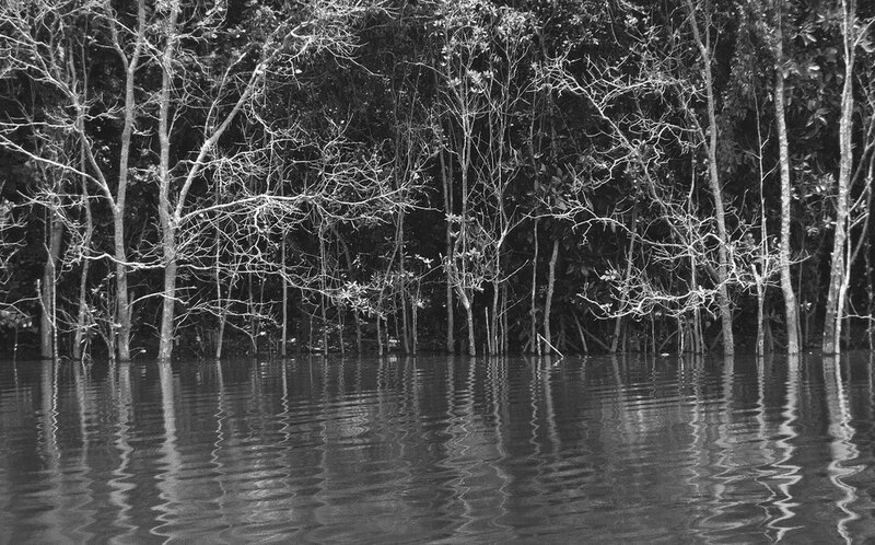 mangrove forest reflection