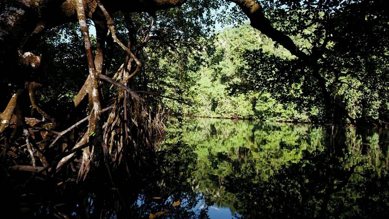 Mangrove Forest River — Green, Serene