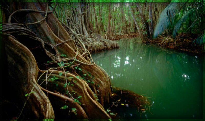 Mangrove Forest River — Green