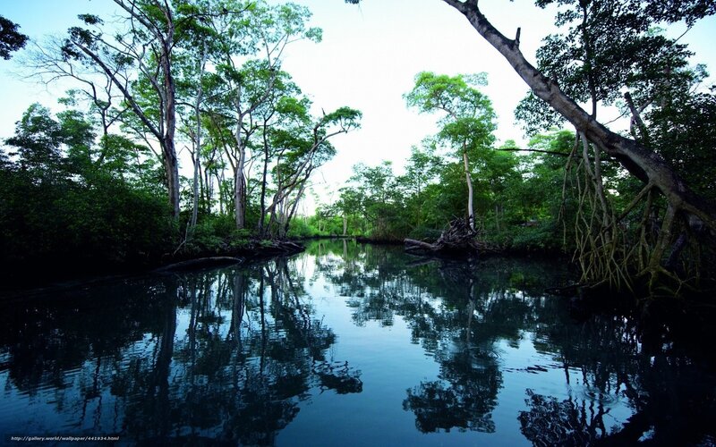 Mangrove forest river