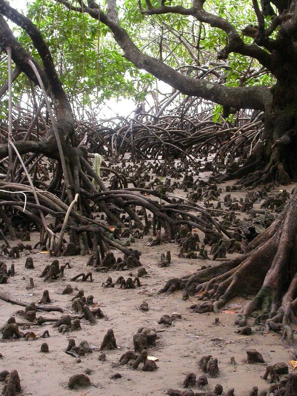 Mangrove forest roots