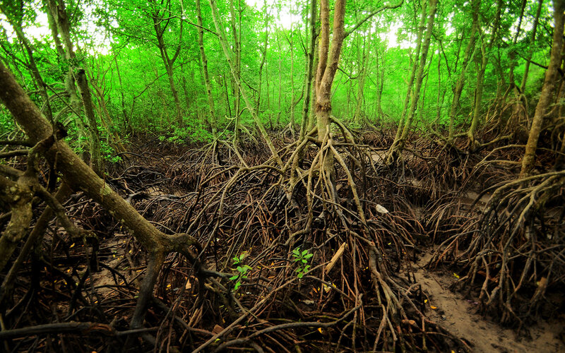 Mangrove Forest Roots — Green
