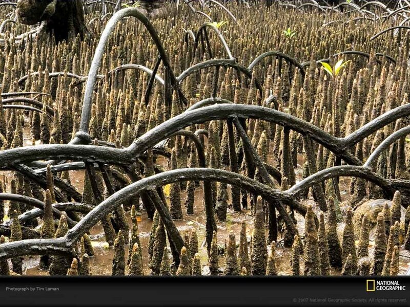Mangrove forest roots