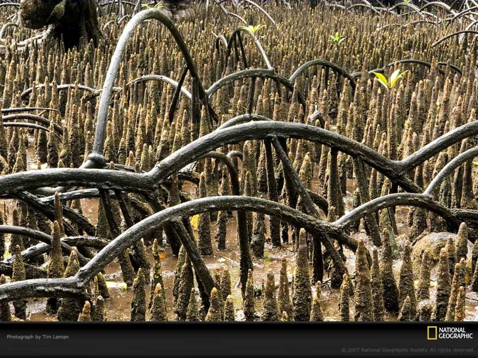 Mangrove forest roots