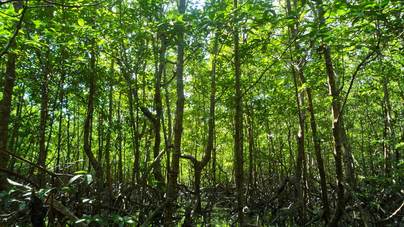 Mangrove Forest