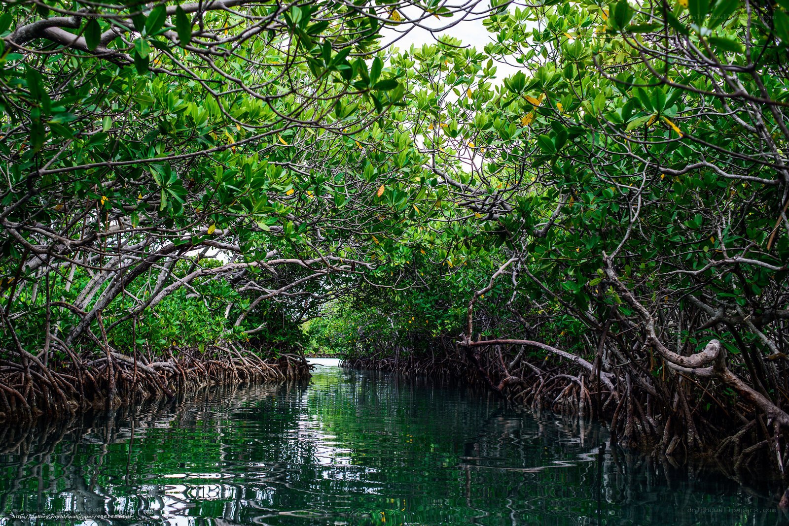 Mangrove forest waterway