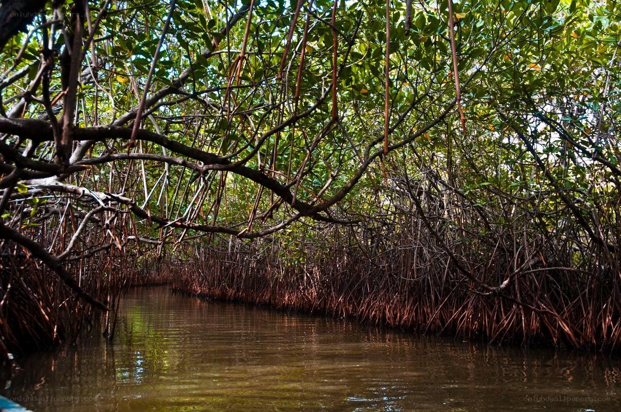 Mangrove forest waterway