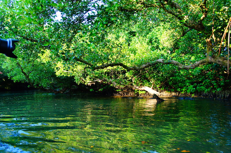 Mangrove Forest Waterway — Green, Serene