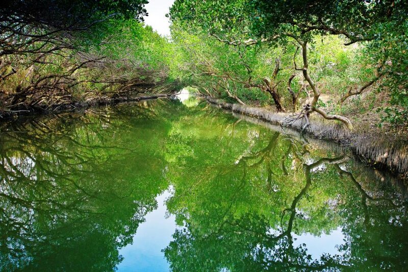 Mangrove Forest Waterway — Green