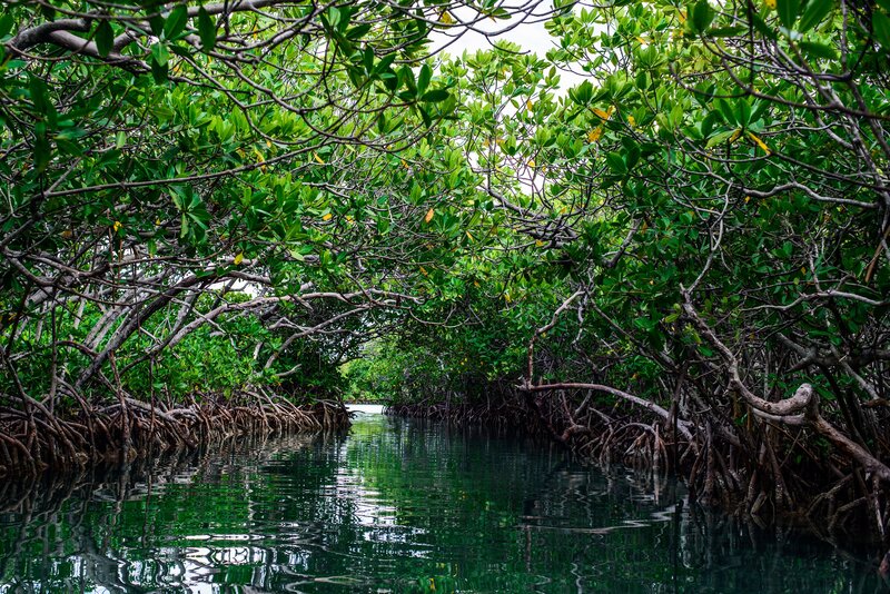 Mangrove forest waterway