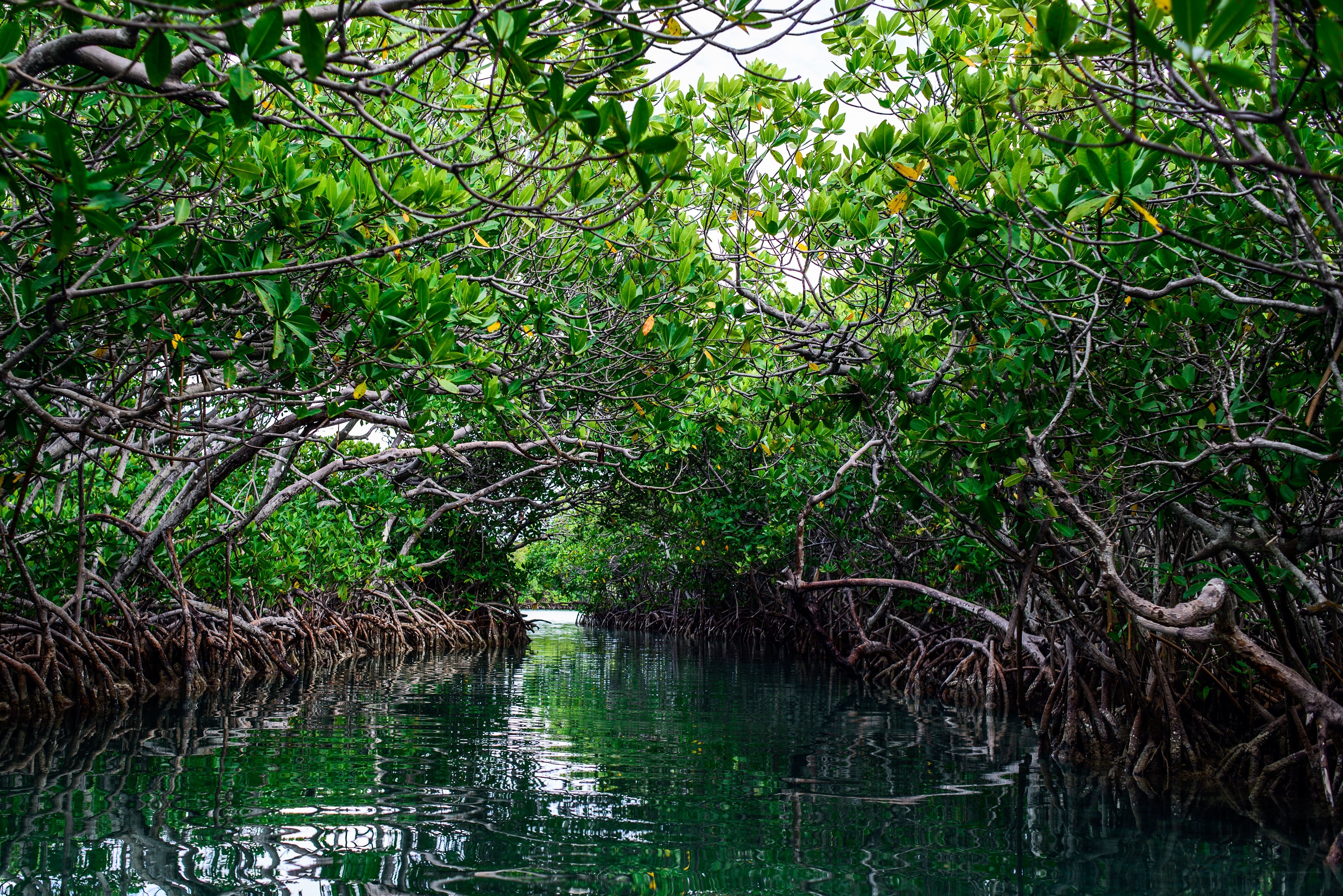 Mangrove forest waterway