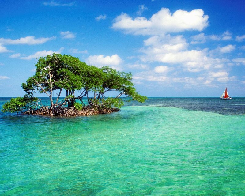 Mangrove Island in Ocean