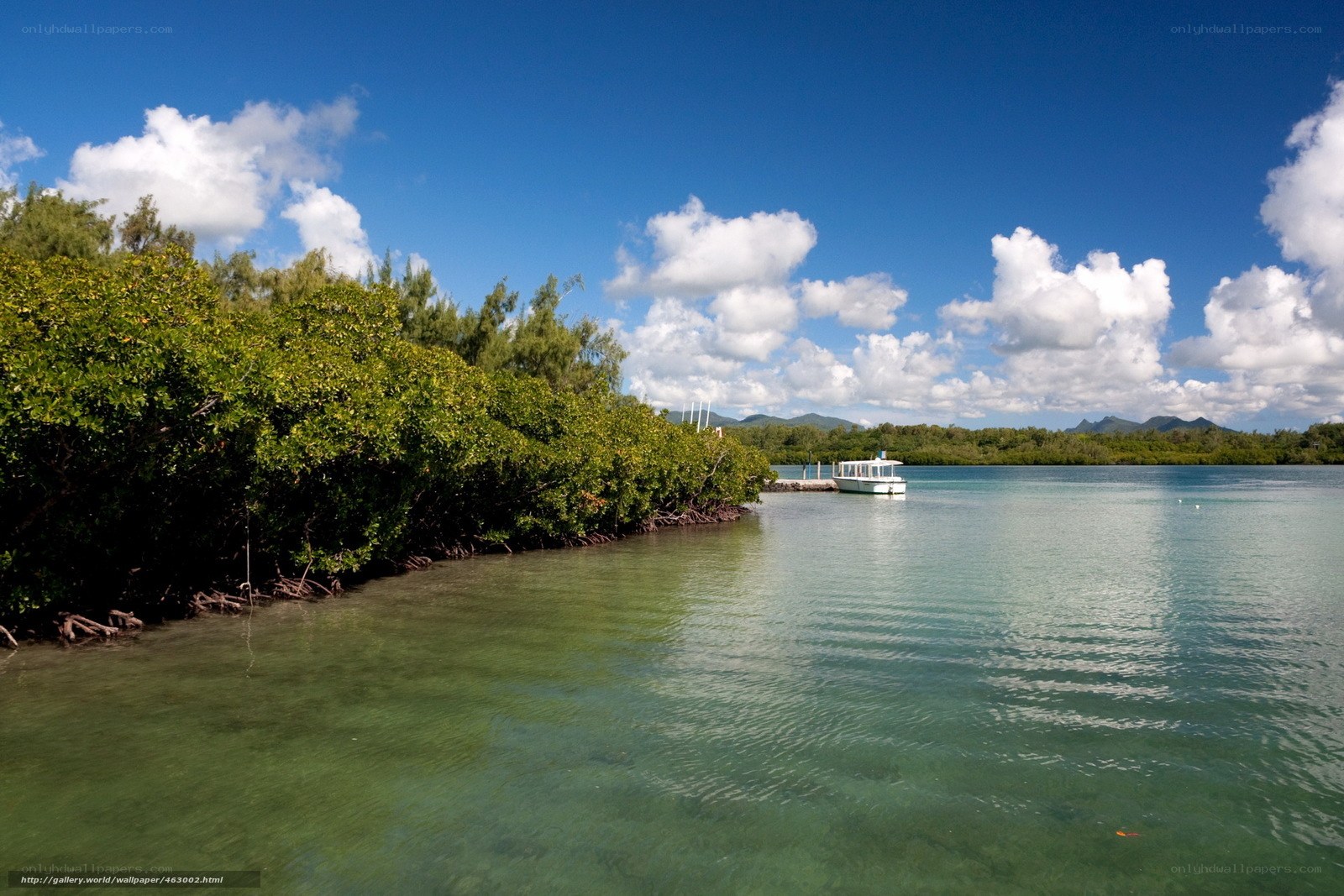 Mangrove-lined waterway with boat