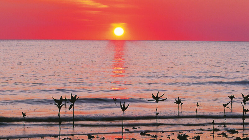 Mangrove Saplings at Sunset