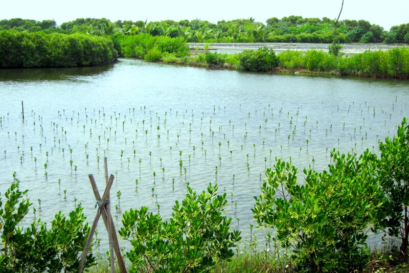 Mangrove Saplings in Water