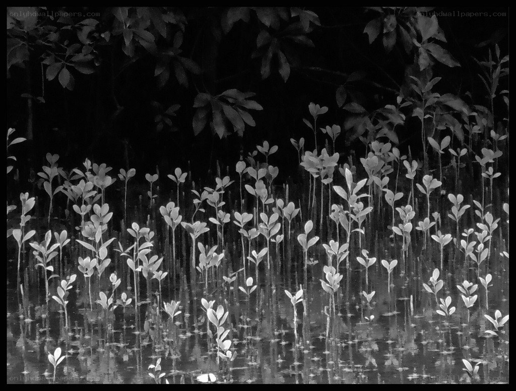 Mangrove seedlings in water