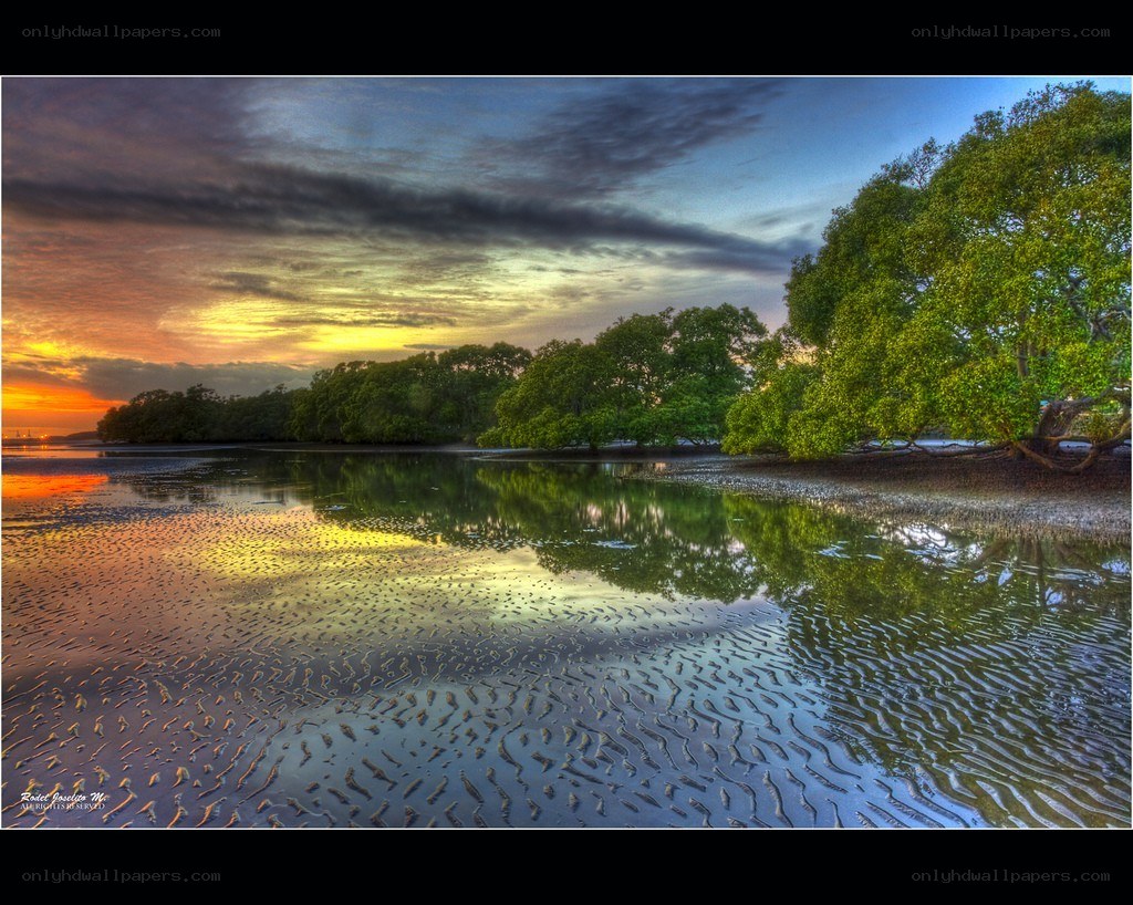 Mangrove sunset at low tide