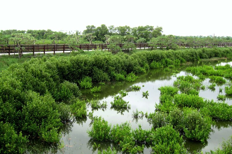Mangrove Swamp with Boardwalk
