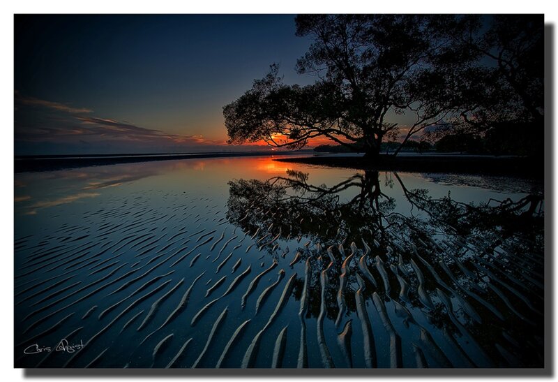 Mangrove Tree at Sunset — Blue