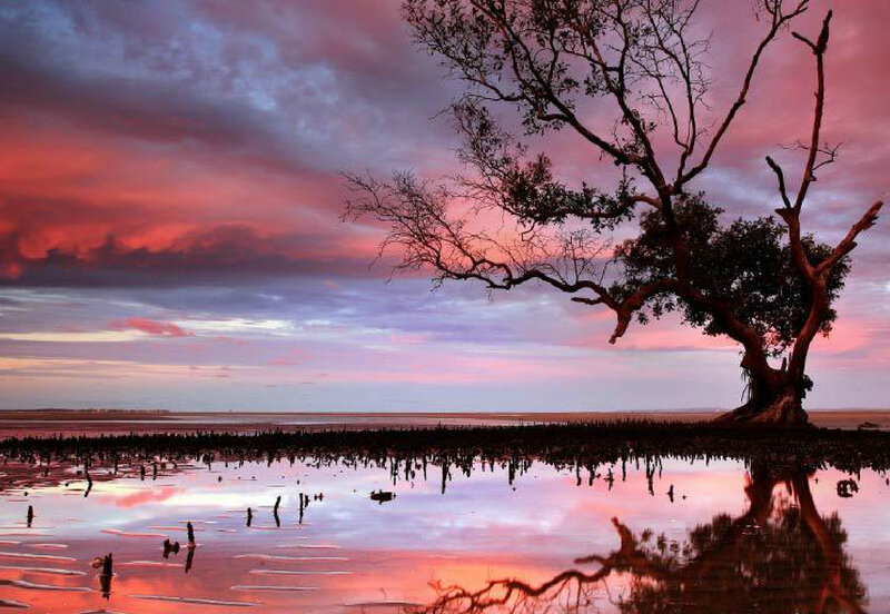 Mangrove Tree at Sunset — Pink
