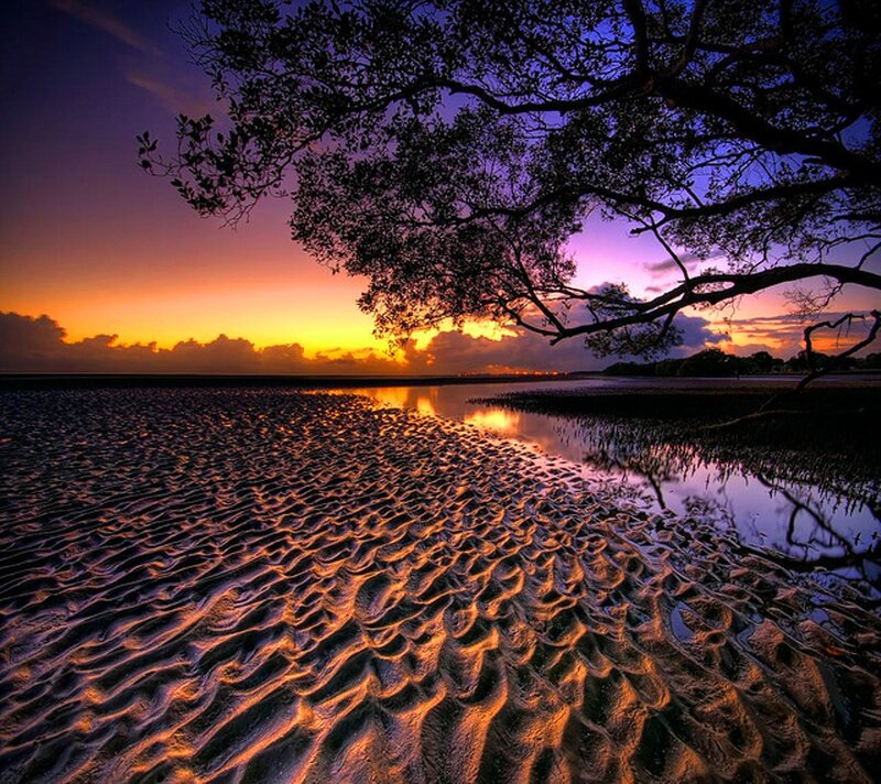 Mangrove Tree at Sunset — Purple