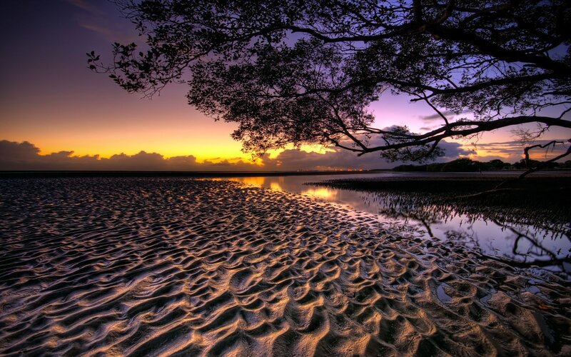 Mangrove Tree at Sunset