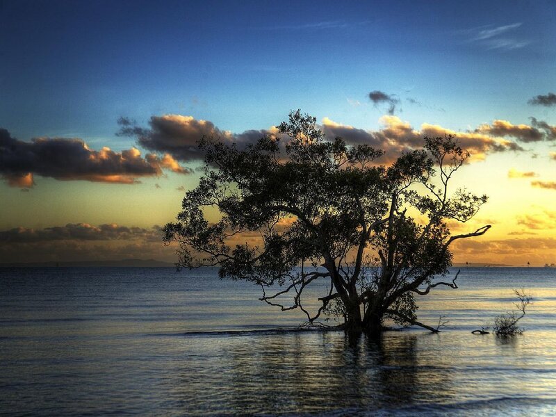Mangrove Tree in Water — Blue, Serene