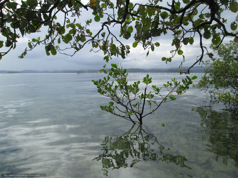 Mangrove Tree in Water — Green