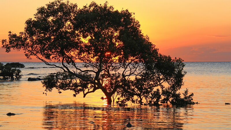 Mangrove Tree in Water — Orange